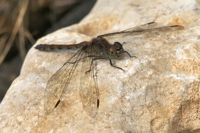 Eine ausfärbte Große Heidelibelle sonnt sich auf einem Stein