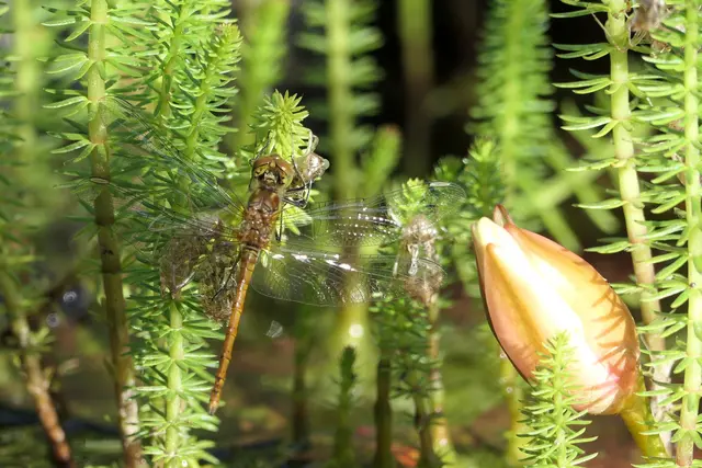 Kurz vor dem Jungfernflug: Mit glänzenden Flügeln sitzt eine Große Heidelibelle in der Morgensonne