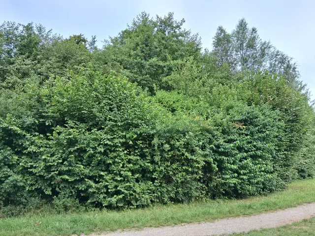 Wenn es nach den Plänen der Stadt Gladbeck geht, wird das Waldstück nahe der Franzstraße in Brauck für einen Parkplatz geopfert. Doch dagegen wehren sich die betroffenen Anwohner vehement.  | Foto: BUND Gladbeck 