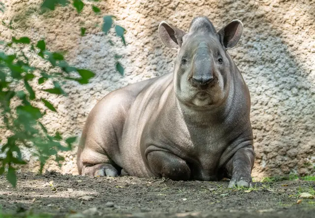 So ganz geheuer scheint diesem Tapir-Weibchen der Mensch mit der Kamera nicht gewesen zu sein. | Foto: Stadt Duisburg/T. Pickartz