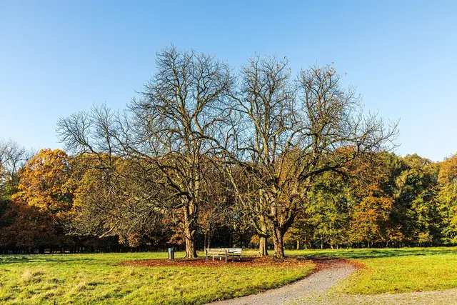 Foto: Dietmar Rabich / Wikimedia Commons / “Dülmen, Wildpark, Baumgruppe -- 2024 -- 6306” / CC BY-SA 4.0