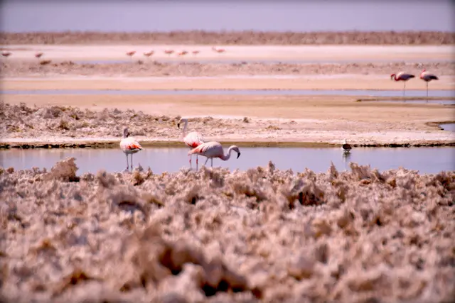 Salar de Atacama