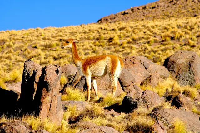 Vicuña