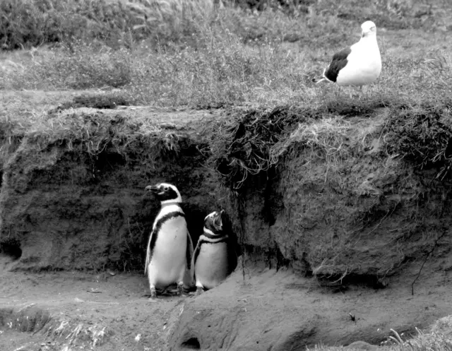 Zwei Magellanis spielen mit der Dominikanermöwe ( stolz trägt sie ihren Talar) verstecken;-))