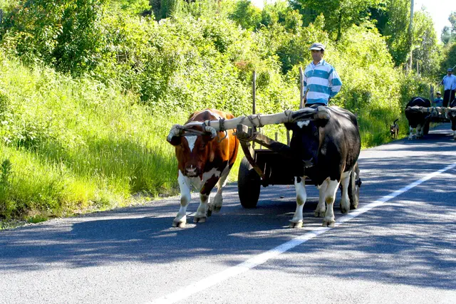 Ochsen im Doppeljoch