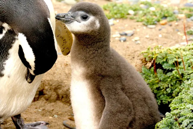 Ein kleiner Humboldt.