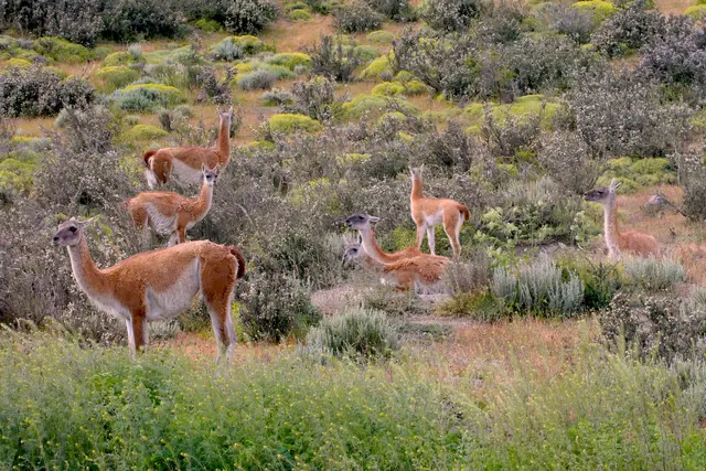 Vicuñas