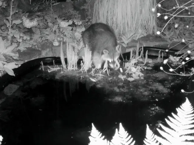 Pfoten im Wasser: So kann der Waschbär zuverlässig seine Nahrung aufspüren, vor allem wohl Wassertiere. | Foto: Wildkamera