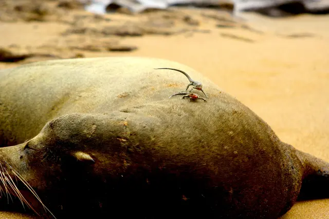 Seebär im Tiefschlaf.