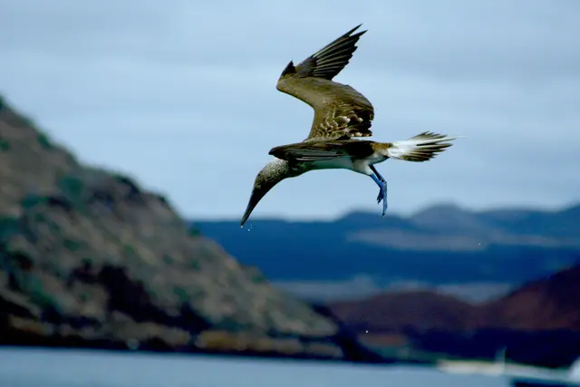 Blaufußtölpel in Aktion