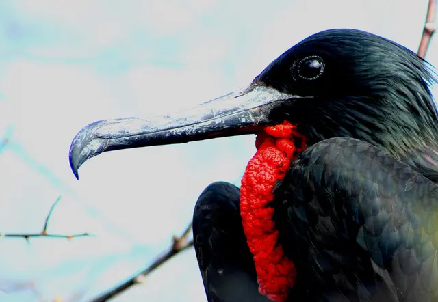 Porträt eines Fregattenvogel oder auch Frachtvogel genannt.