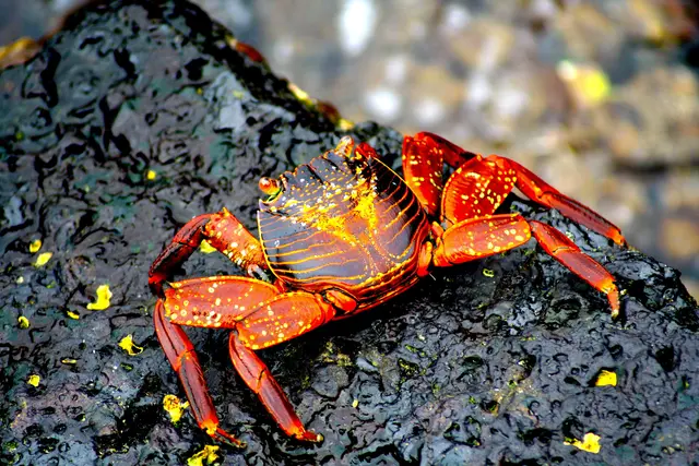 Die roten Klippenkrabben, sehr agil man kommt kaum hinterher.