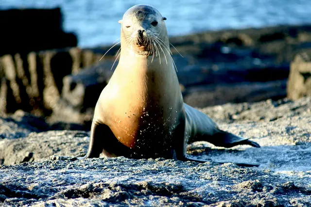 Diesmal munter, also Seelöwe:-)