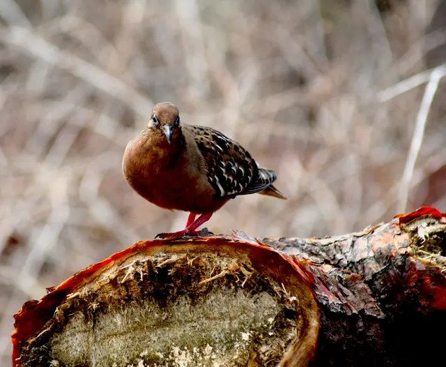 Galapagostaube ist bekannt für ihre Neugierde, sie landet schon mal gern auf Hüten.