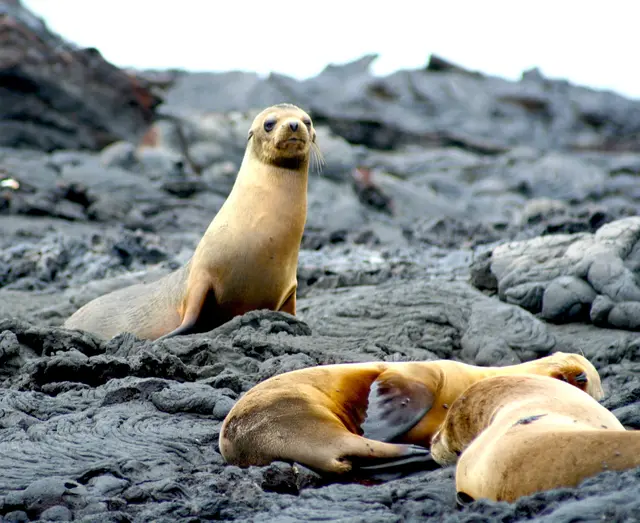 Kleiner Seebär mit leicht vorgewölbten Augen verbringen die Zeit meist schlafend in kleinen Kolonien.