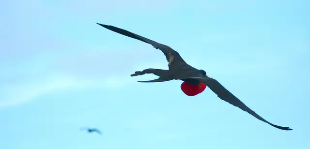 Man mag gar nicht hinschauen, so verwegen verwindet sehen die Flüge aus.