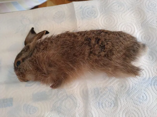 In der Totalansicht ist das tote Kaninchen mit allen vier abgetrennten Beinen zu sehen. | Foto: Urheber zwecks Zeugenschutzes nicht öffentlich bekannt gegeben.