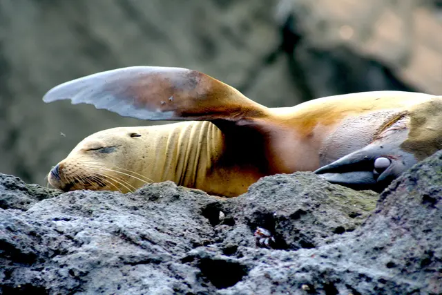 Der Galapagos Seebär, der kleinste der Ohrenrobben.