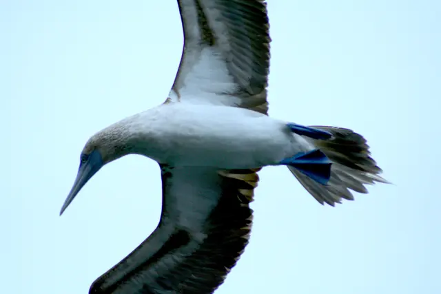 ...besonders schöne blau Füße...