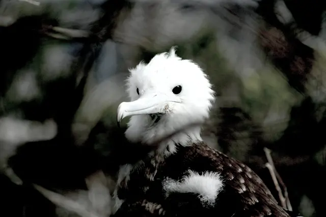 Junger Fregattenvogel