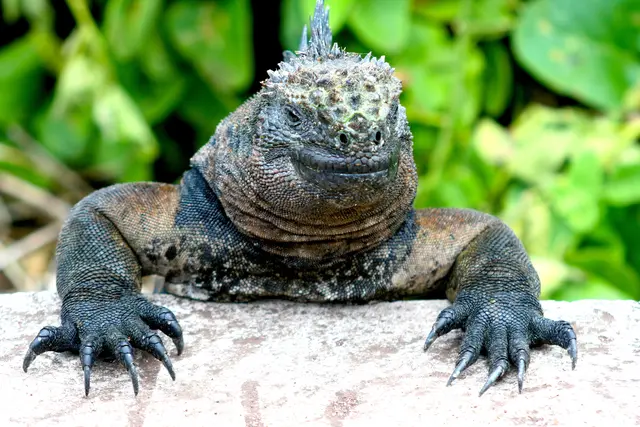 Neugierige Meerechse