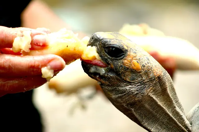 Im Parque Seminario.