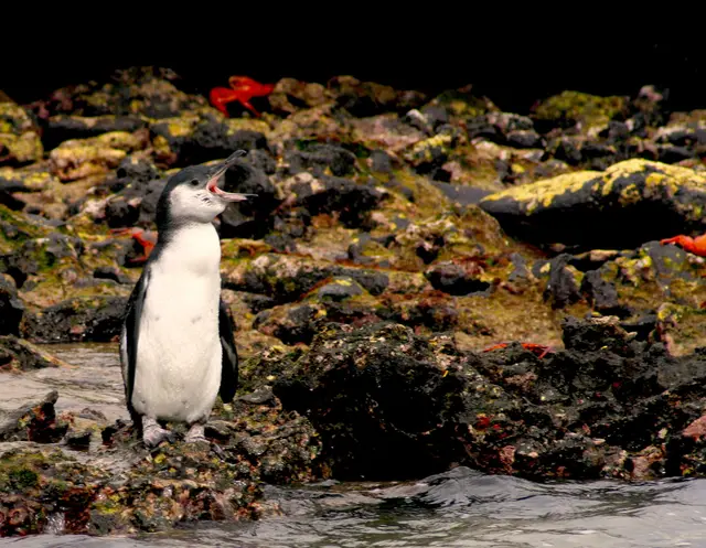 Ein junger Galapagos Pinguin.