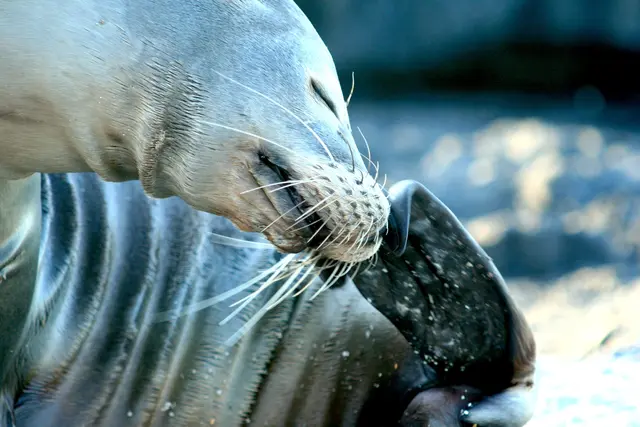 Seelöwen haben eine etwas längere Schnauze und die Augen sind nicht so vorgewölbt, sie haben weniger Fell als die Seebären, sind größer und schlafen weniger;-)
