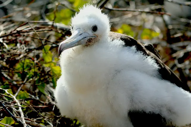 Quasi gerade geschlüpft, Fregattenbaby