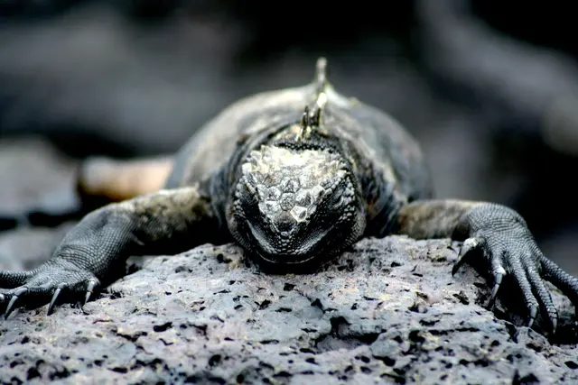 Verdauungspause bevor das überschüssige Salz heraus geniest wird.