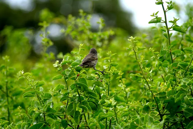 Darwinfink im Spagat