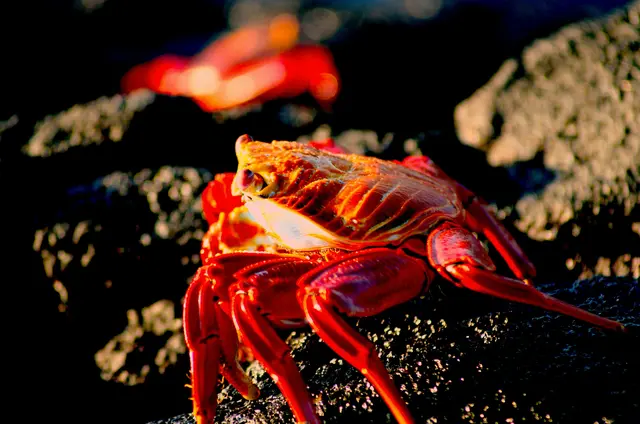 Rote Klippenkrabben ernähren sich von den Parasiten der Meerechsen.