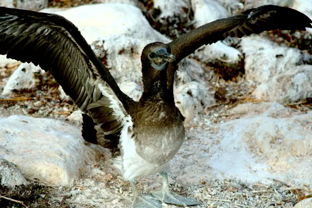 Das dauert noch mit den blauen Füßen, ein Jungblaufußtölpel.
