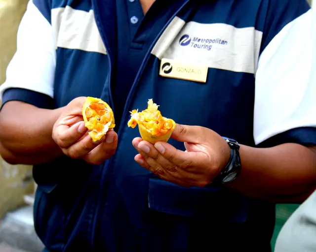 Taxo Frucht, sieht aus wie eine Banane schmeckt wie Passionsfrucht.