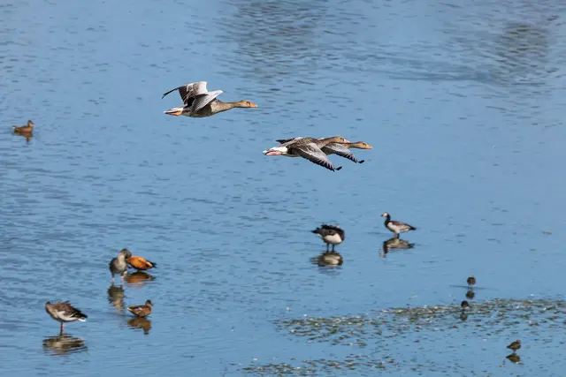 Vom Aussichtsturm aus, Graugänse im Flug fotografiert.