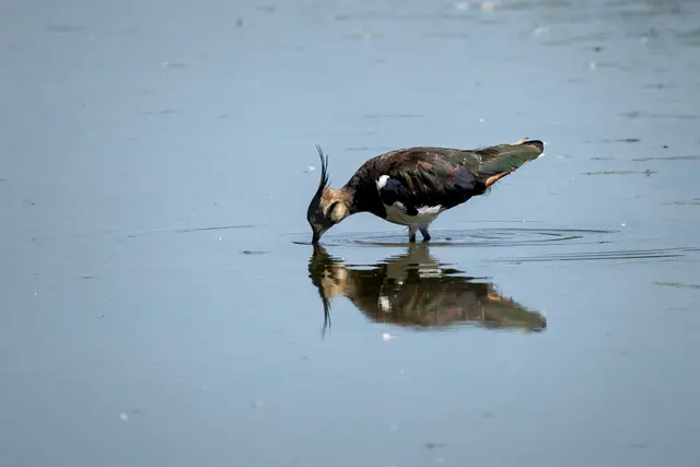 Kiebitz ( Spiegelbild )