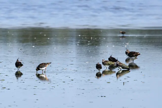 Kiebitze bei der Nahrung suche.