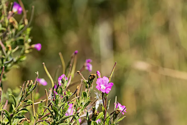 Zottiges Weidenröschen