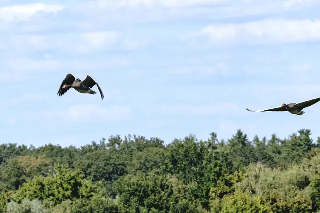 Ankommende Graugänse