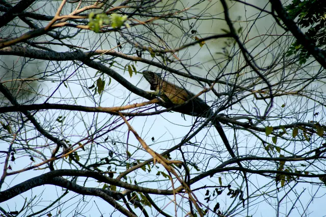 Leguane lassen sich auch gern mal herunter fallen
