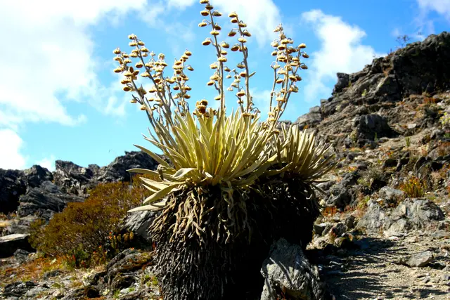 endemische Espeletia