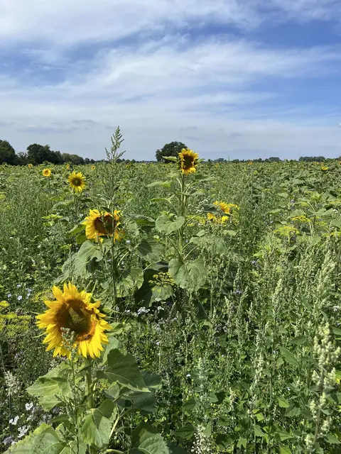 Blühfeld mit Sonnenblumen | Foto: Gregor Alms