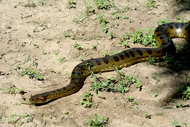Anaconda