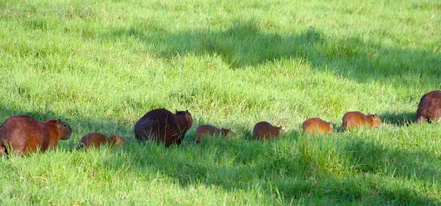 Wasserschweine sind Herdentiere, immer schön der Reihe nach.