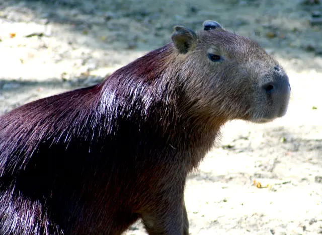 nasses Wasserschwein