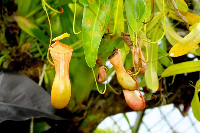 Kannenpflanze, Nephenthes ist eine fleischfressende Pflanze