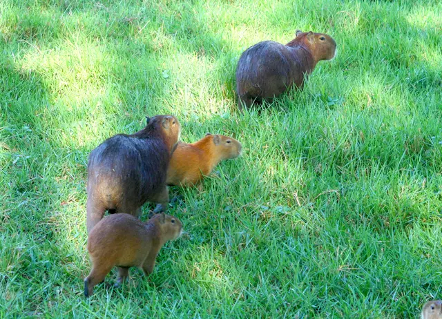 Sie sehen aus wie Lindt Osterhasenschokolade nur mit kleinen Ohren.