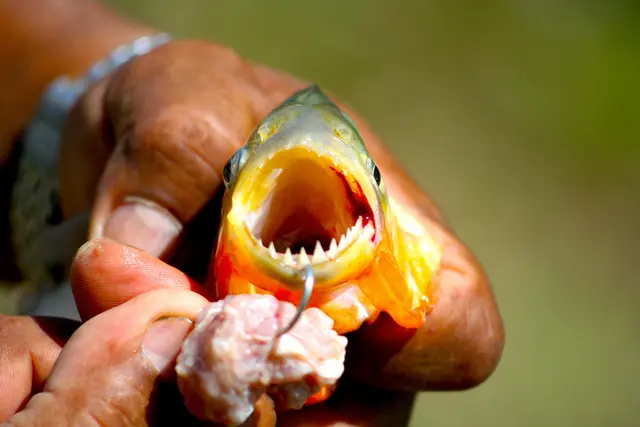 Eindeutig ein Piranha