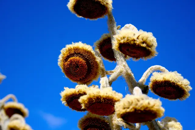 Espeletia oder auch Frailejones