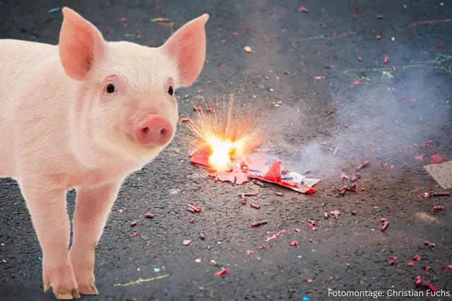 "Kein Schwein braucht Böller", so Christian Fuchs - Naturpädagoge und Wald-Erzieher aus Witten. | Foto: Christian Fuchs (Fotomontage)